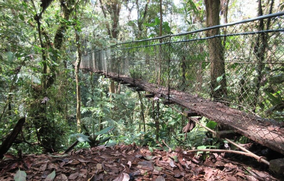 Imagem de uma passarela suspensa no meio de uma floresta.