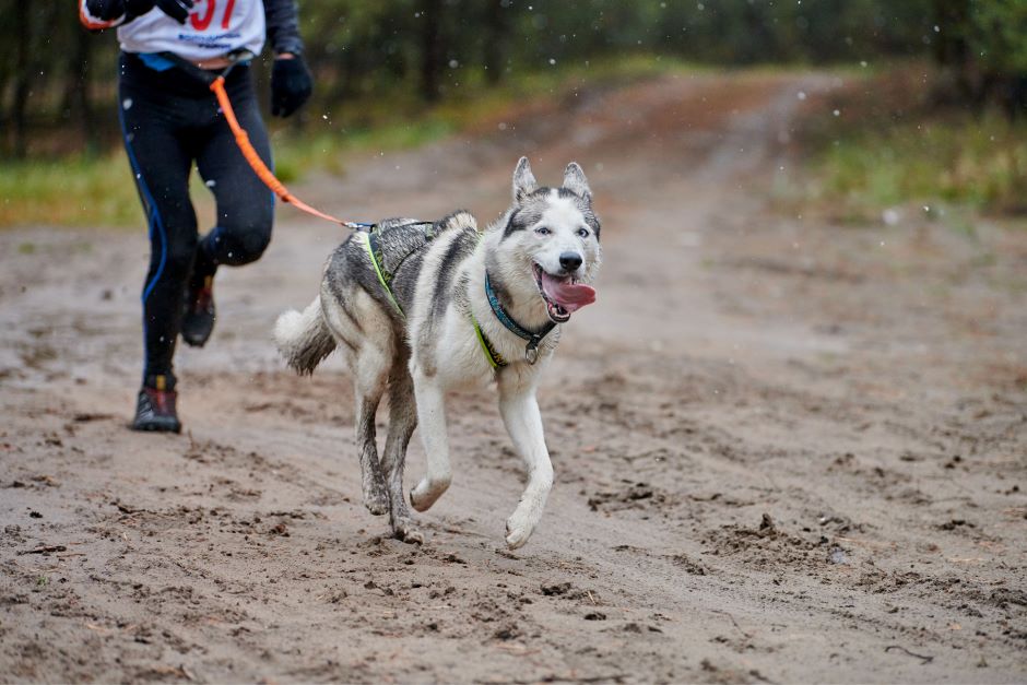 Cão e atleta, ligados por uma corda presa em seus corpos, correndo em uma estrada de chão